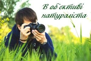 В рамках Тижня борців за соборність України стартує конкурс «Ми усі – Україна»